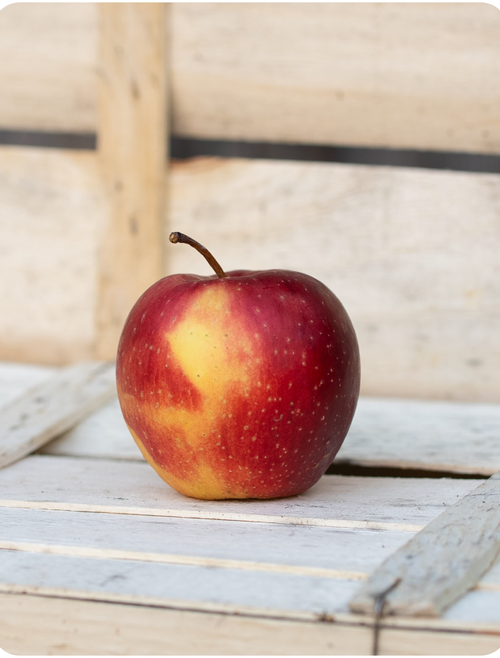 Apfel Arlet