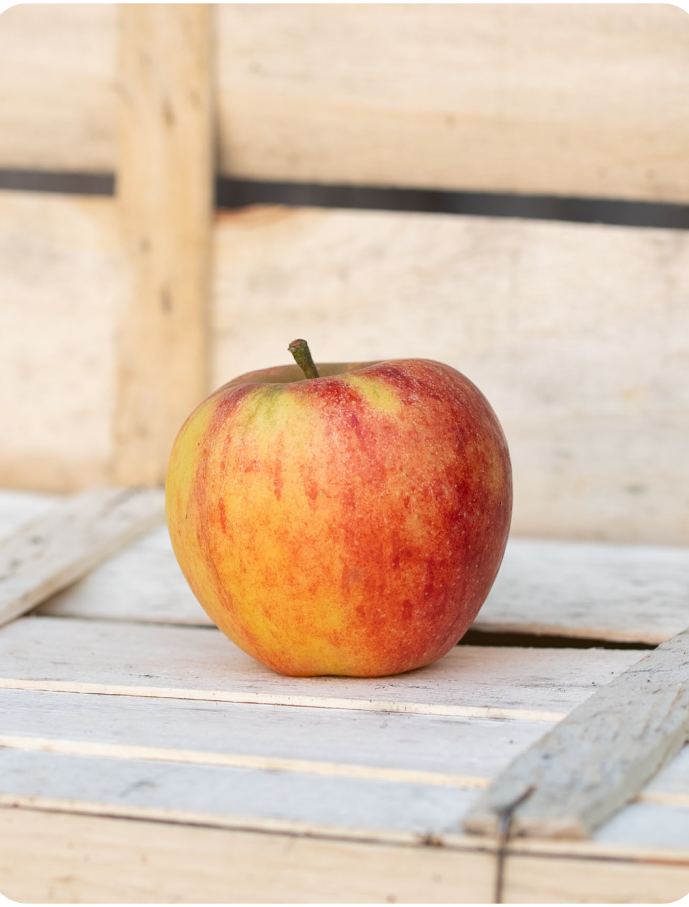 Apfel Elstar