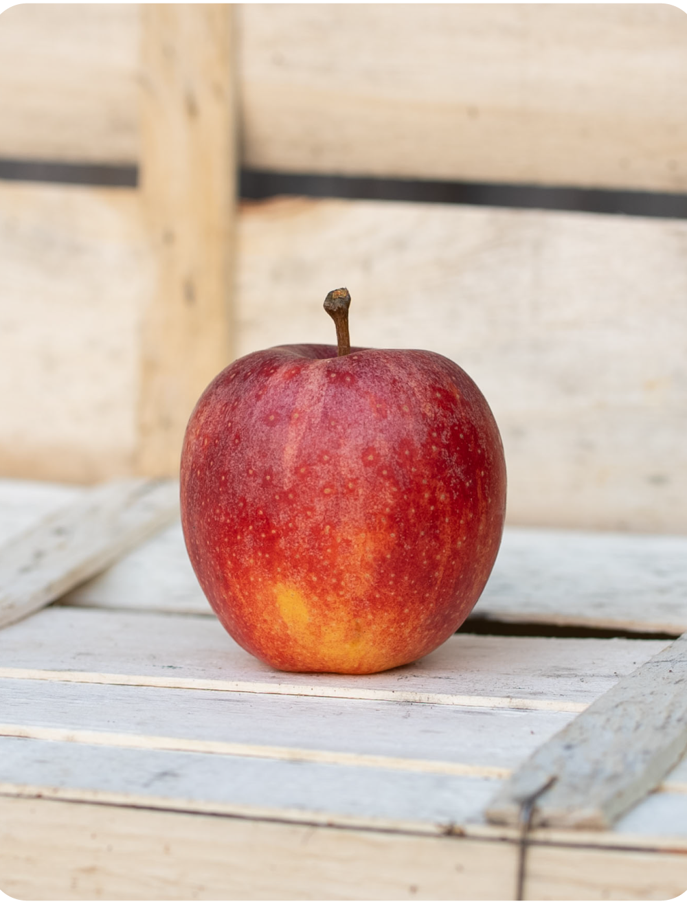 Apfel Gala