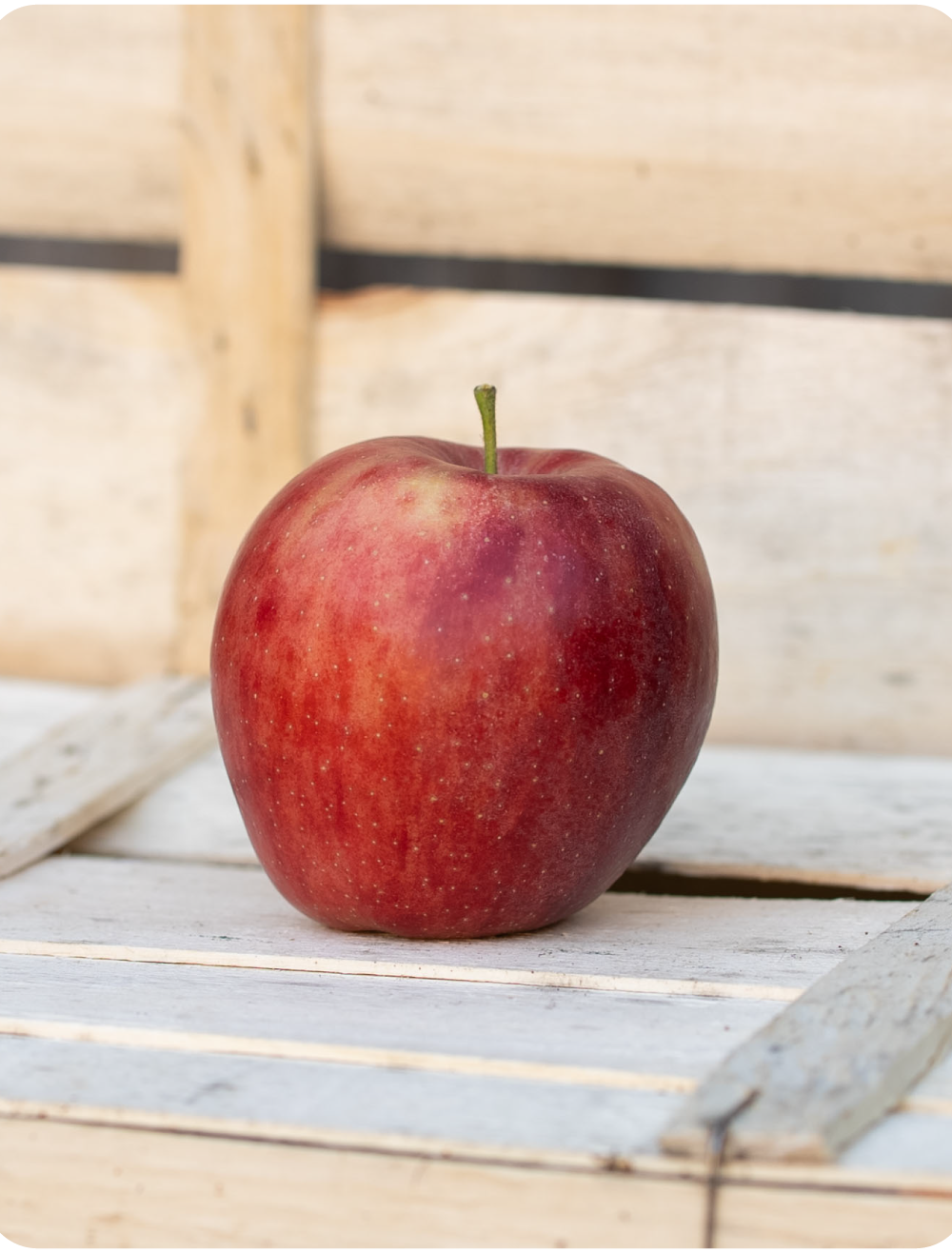 Apfel Jonagold