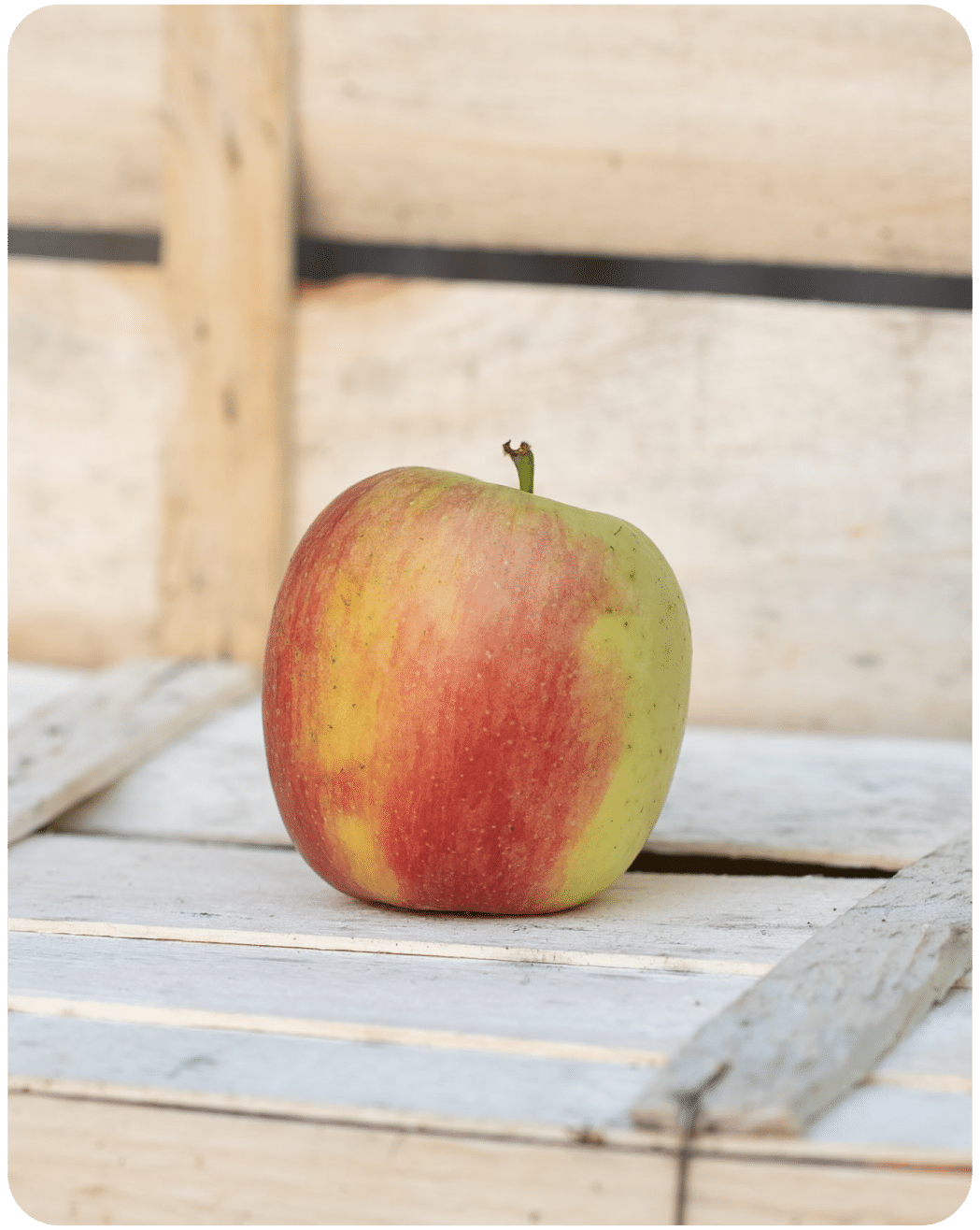 Apfel Delbar