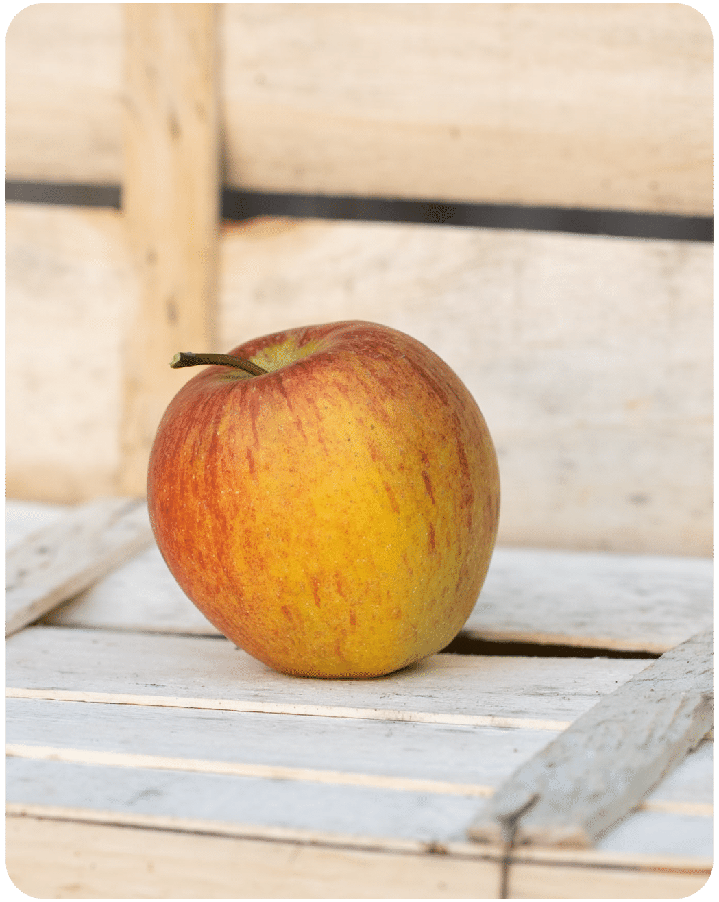 Apfel Rubinette