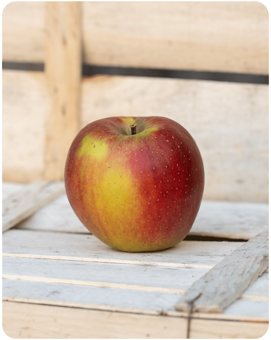 Apfel Wellant